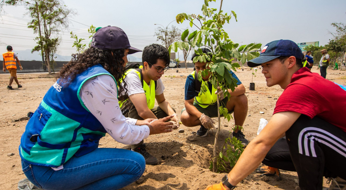 Perú busca plantar 2,5 millones de árboles solo en el primer semestre del 2026
