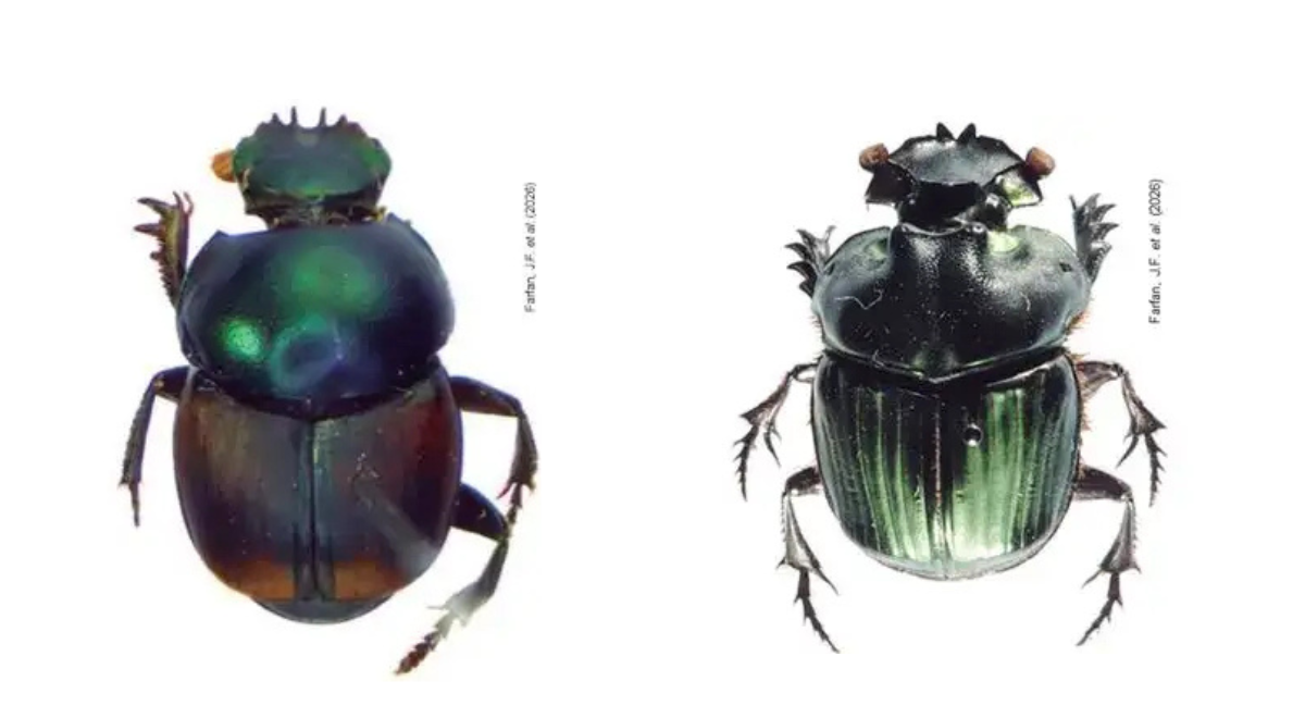 Naturaleza: Hallan seis nuevas especies de escarabajos en el Perú