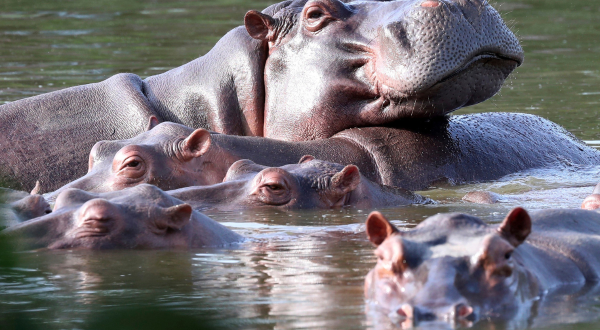 Hipopótamos de Colombia serían sometidos a la eutanasia