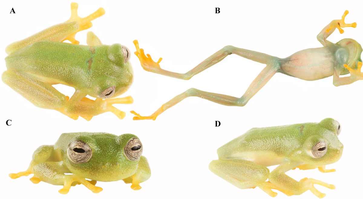 Nueva especie de rana de cristal es registrada en Ecuador