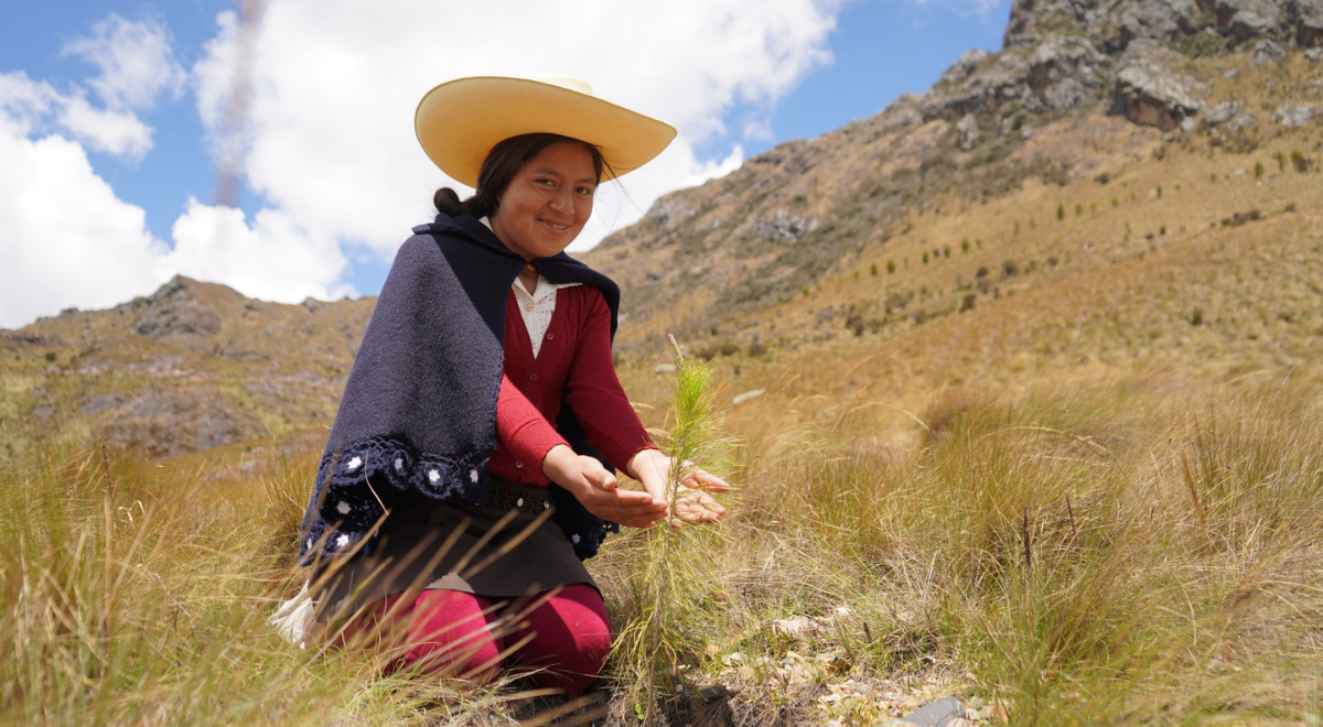 Bosques Productivos Sostenibles busca sembrar 10 millones de árboles